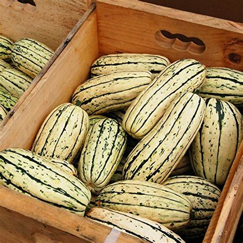 Organic Squash Seeds Appr 25 Delicata Squash Heirloom Vegetable