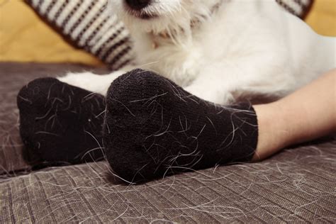 Comment retirer les poils de chien sur ses vêtements Blog Wouf Wouf