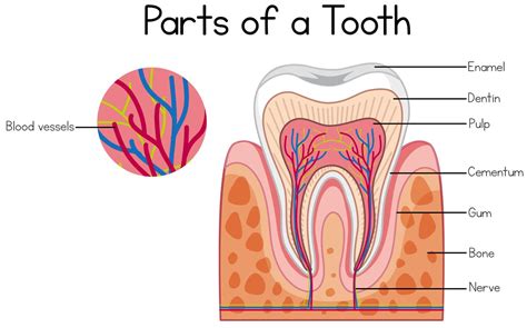 Teeth Anatomy Diagram Types Name Number And Functions Dentalford