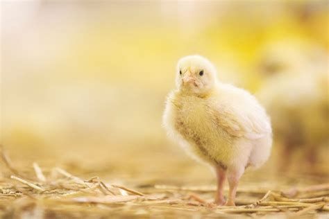 Cuánto pesa un pollo Criar Gallinas En Casa