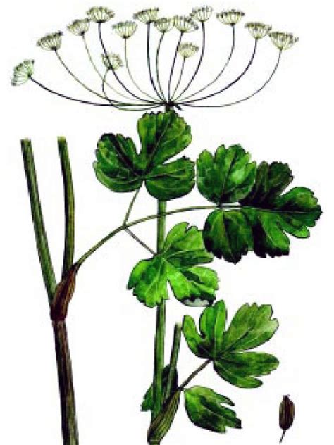 Что в Азербайджане лечили Лазурником трехлопастным