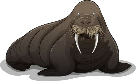 Cute Walrus Cartoon Royalty Free Vector Image Vectorstock