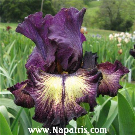 Tall Bearded Iris (Iris 'Planet Hollywood') in the Irises Database - Garden.org