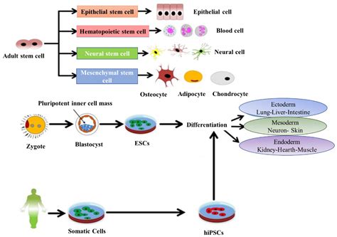 Applied Sciences Free Full Text Application Of Nanotechnology In