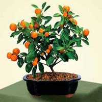 Calamondin Orange Bonsai Tree Care – Chinese Bonsai Garden