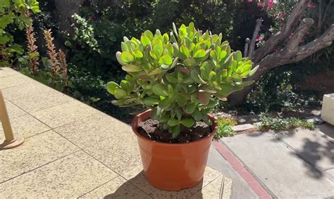 Crassula Ovata Arbol Jade Cuidados reproducción y flores