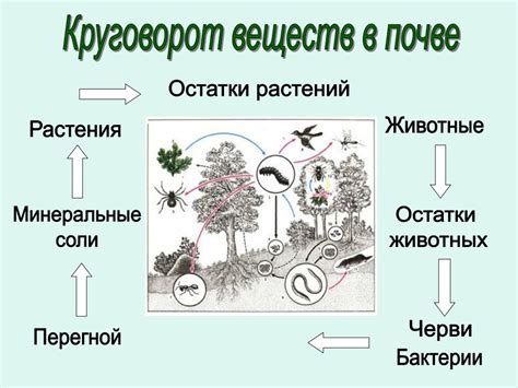 Модель Что Растения Получают Из Почвы Картинки Telegraph