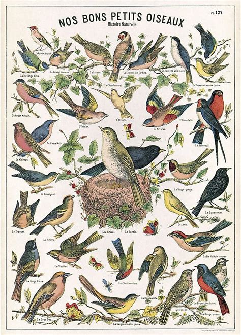 Amazon Cavallini Decorative Paper Nos Bons Petits Oiseaux X