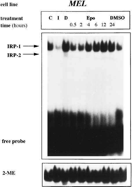 Dose Response Curve Of Ire Binding Activity Of Irp Upon Treatment With