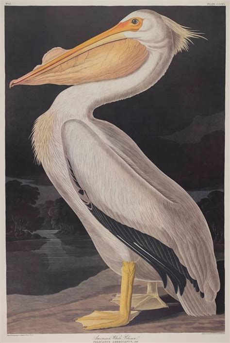 John James Audubon American White Pelican At 1stdibs