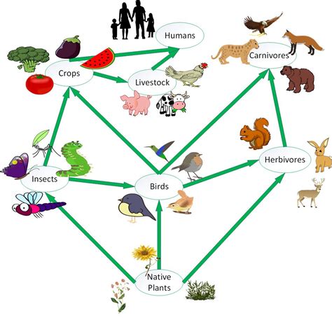 Food Chain Sag Moraine Native Plant Community