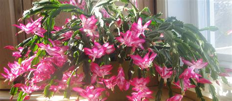 Caring For Christmas Cactus Redwood Nursery And Garden Center