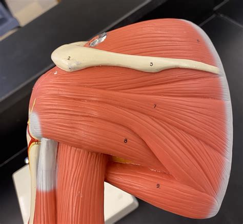 Muscles Of The Rotator Cuff Diagram Quizlet