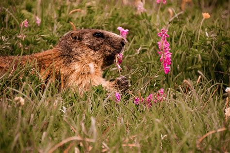 Groundhog Photos, Download The BEST Free Groundhog Stock Photos & HD Images