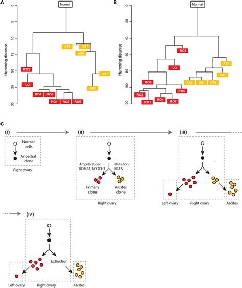 Constructing Phylogenetic Trees And Inferred Evolutionary History Of