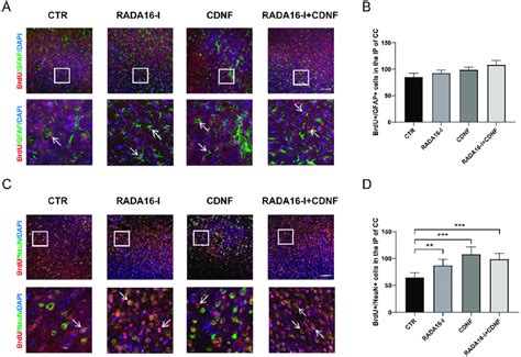 RADA16 I And CDNF Promoted Neural Differentiation In MCAO Rats A