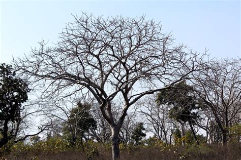 Oude Droge Boom Zonder Blad In Hout Geïsoleerd Op Lichtblauwe