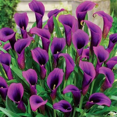 Radha Krishna Agriculture Imported Rare Variety Purple Calla Lily