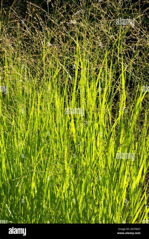 Switch Grass Panicum Virgatum Hardy Grass Panicum Farbende Auslese Sunshine Garden