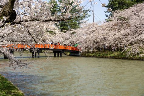 【ソメイヨシノが本日満開】弘前公園 園内の桜の様子（2023年4月13日） 弘前さくらまつり Hirosaki Cherry