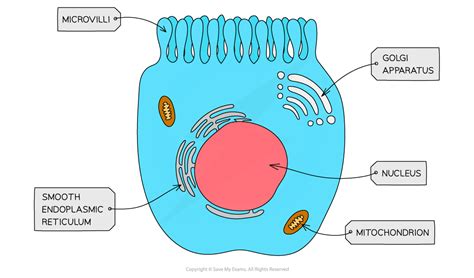 Eukaryotic Cell Structures Functions CIE International A Level