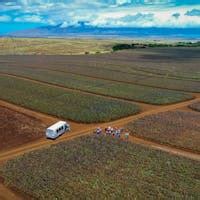 Maui Pineapple Tour | Pineapple Plantation Tours in Maui, HI