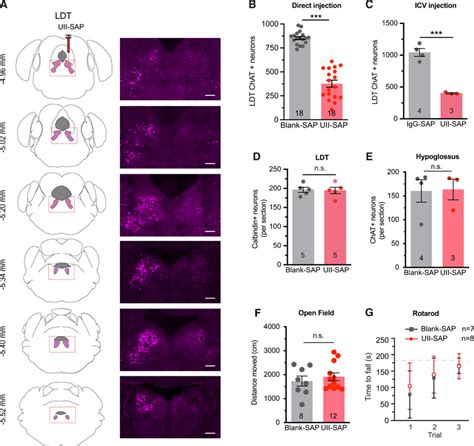 Urotensin II Saporin Induces Specific Lesions Of Cholinergic Neurons At