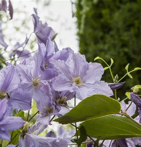 Clematis Hybrida Blekitny Aniol Italienische Waldrebe Blue Angel