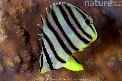 Stock Photo Of Eight Banded Butterflyfish Chaetodon Octofasciatus