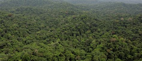 La Reforestation Du Poumon Vert De La Planète Pointe Du Monde