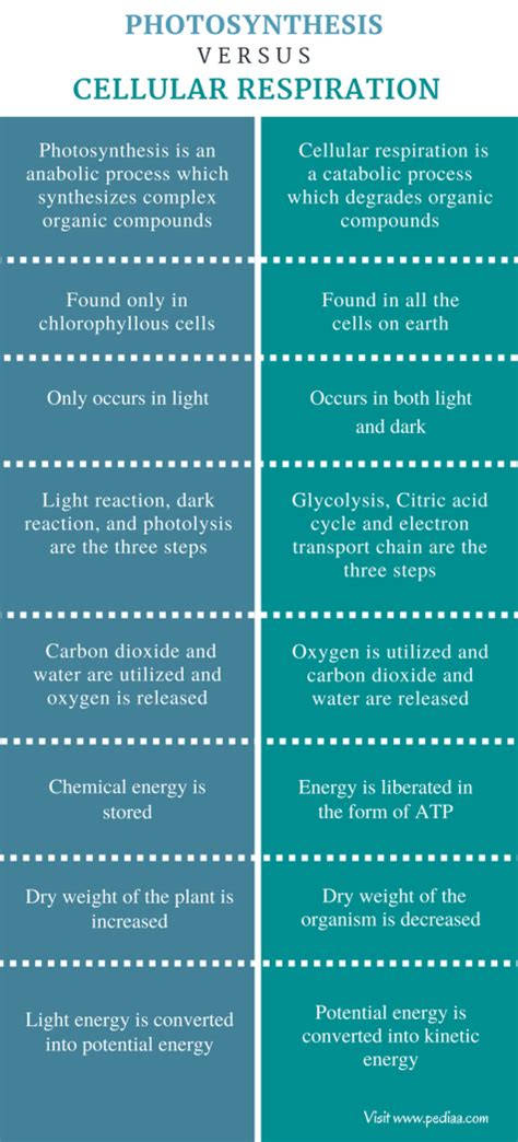 Difference Between Photosynthesis and Cellular Respiration - Pediaa.Com