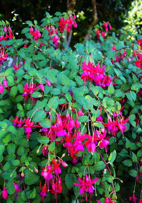 立夏後，這4種花最怕「曬太陽」，趕緊搬到陰涼處 每日頭條