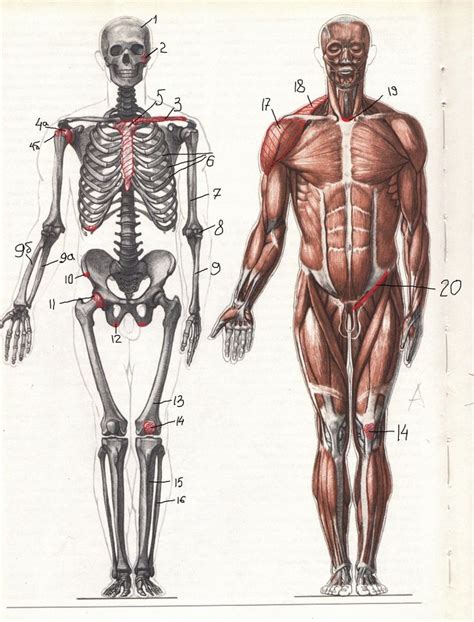 Pin Di Oksana Sakharova Su Anatomy For Art Disegno Di Anatomia