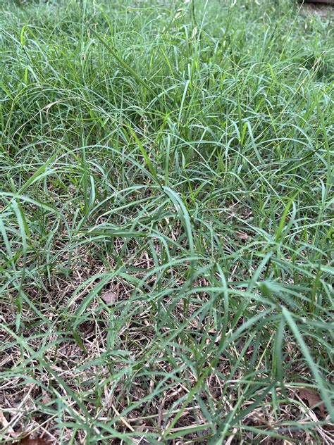 Grass Identification Request This Is Whats Starting To Take Over From The Part Of My Yard That