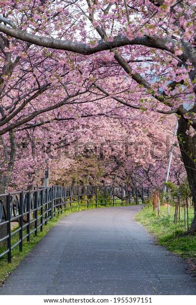 Kawazu Cherry Blossom Izu Stock Photo 1955397151 | Shutterstock