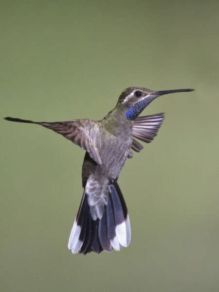 Hummingbird Photography Class With Stephen Vaughan ⋆ Tucson Audubon