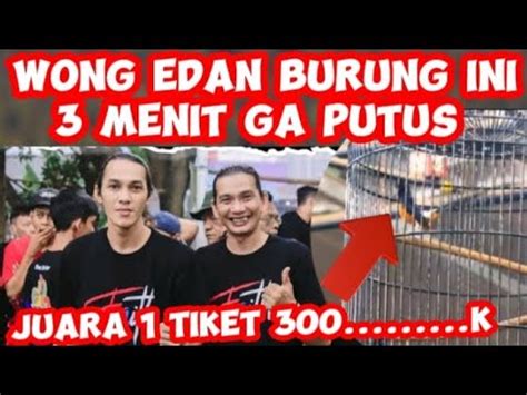 Edan Menit Gara Gara Burung Murai Ini Bikin Pusing Juri Dan Lawan