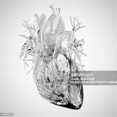 Human Heart Anatomy Photos And Premium High Res Pictures Getty Images