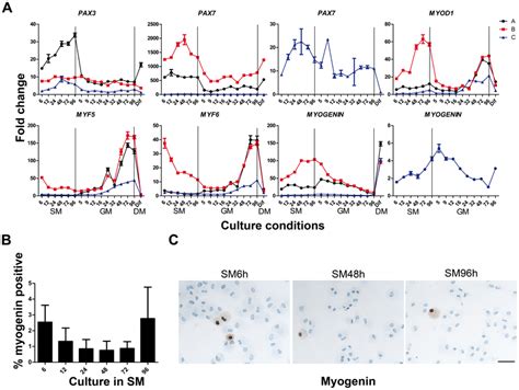 Expression Of PAX Genes And MRFs During G0 Entrance SM Exit GM And