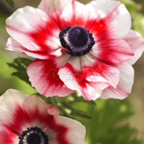 Анемона корончатая Биколор (Anemone coronaria Bicolor) - Луковицы ...