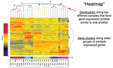 Gene Clustering In The Endometrium Gene Expression Profiling Across