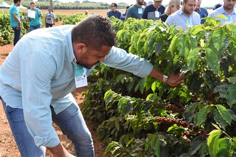 Dias De Campo No Cerrado Mineiro Apresentam Novas Cultivares De Caf Da