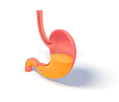 3D Illustration Showing the Inside of the Stomach Doing Digestion ...