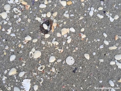 Surprise Sand Dollar Surprise Sand Dollar I Love Shelling