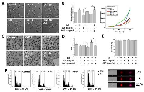 IJMS Free Full Text Epidermal Growth Factor EGF Augments The