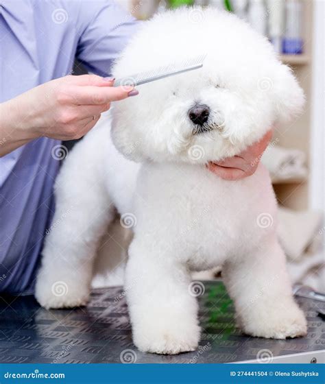 Grooming Dogs Bichon Frise in a Professional Hairdresser Stock Photo ...