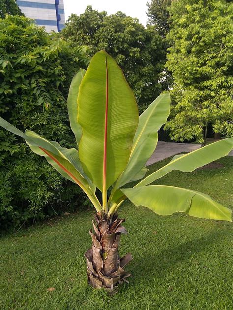 Musa Ensete Ventricosa 2 Seeds Abyssinian Banana Etsy Denmark