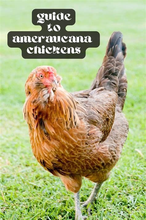 A Guide to Ameraucana Chicks • Longbourn Farm