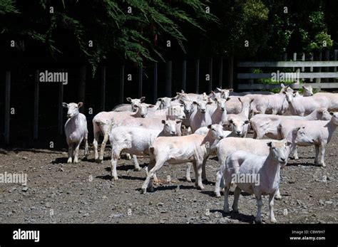 Freshly Sheared Sheep Rest In A Corral At New Zealand S Wharekauhau