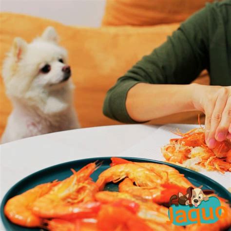 Les Chiens Peuvent Ils Manger Des Crevettes Jaquo Fr